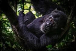 Affe im Kibale National Park in Uganda.