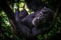 Affe im Kibale National Park in Uganda.